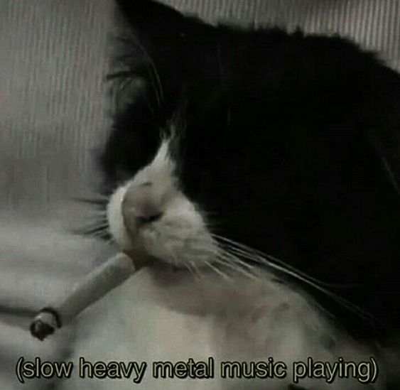 cat with a cig